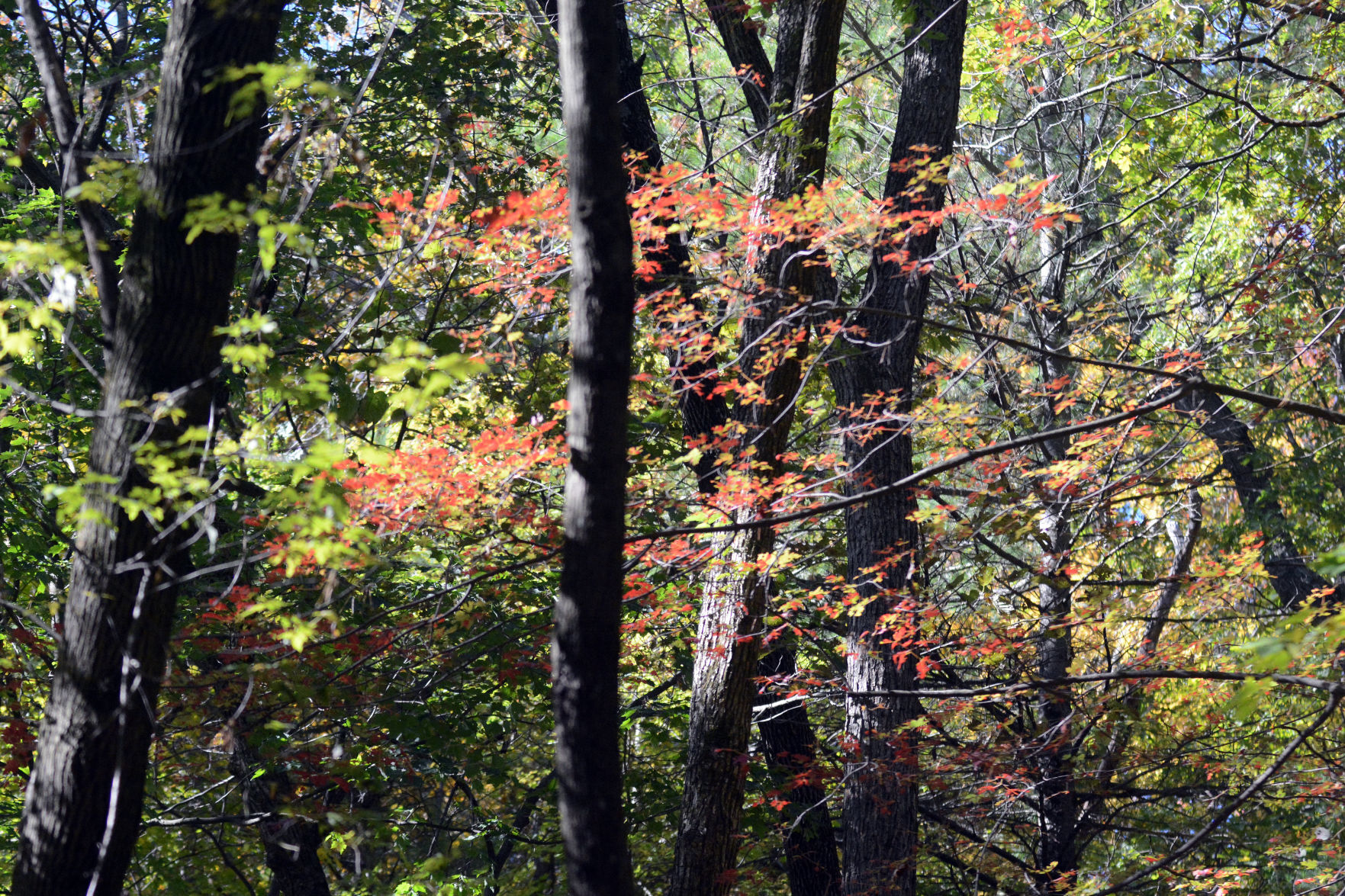 Baraboo area fall color, Oct. 8, 2020